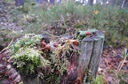 Veikkola-046